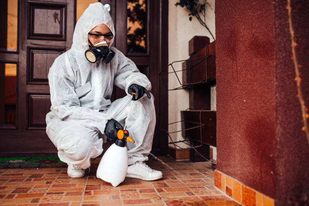 Reliable Wasp Removal contractor in Coon Rapids, MN by Show Me Pest Control